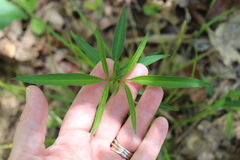 Triosteum angustifolium