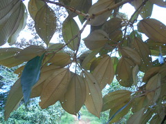 Miconia argentea
