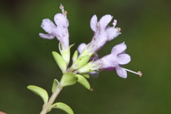 Thymus ternejicus