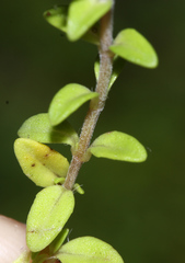 Thymus ternejicus