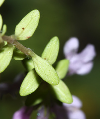 Thymus ternejicus