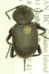 Eleodes pimelioides