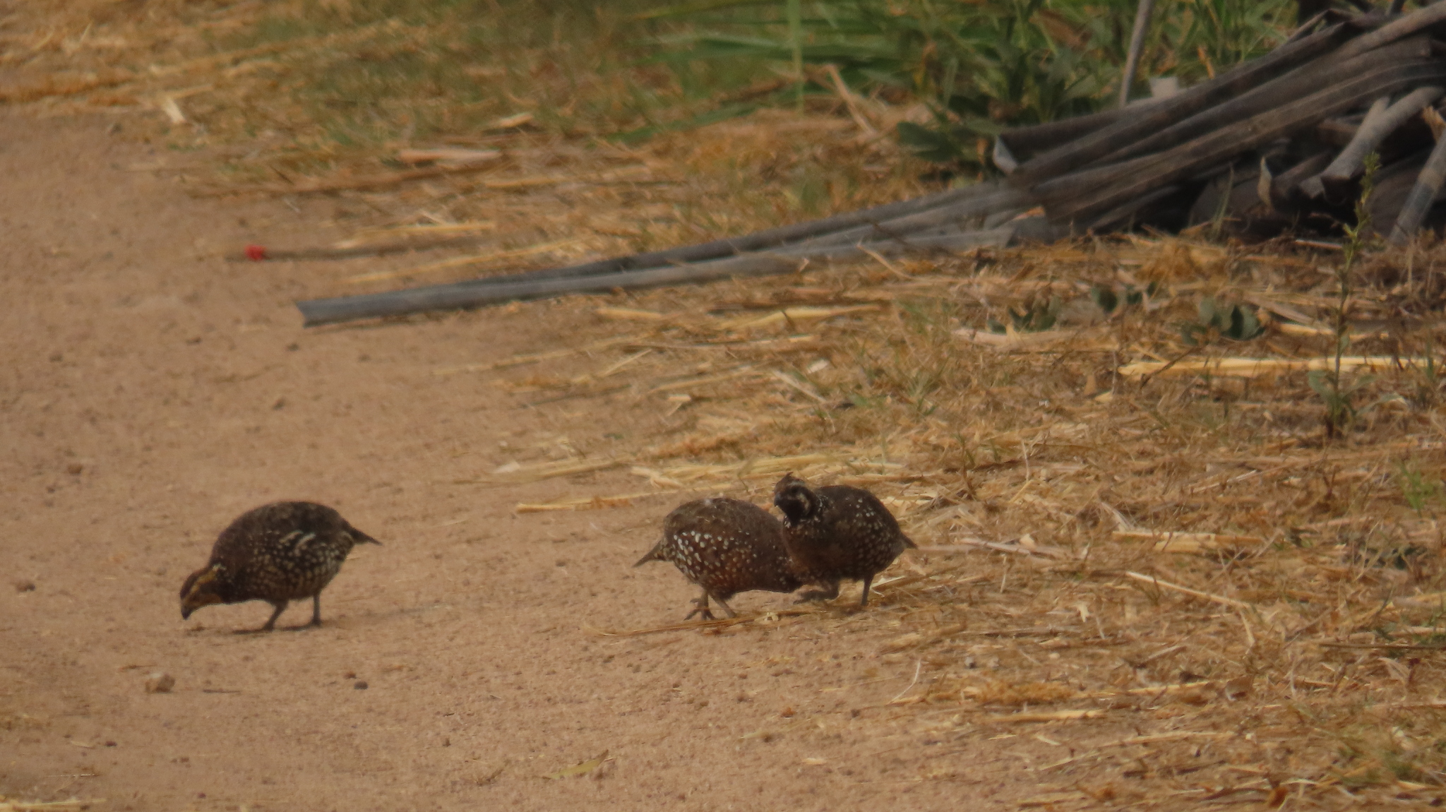 Spot-bellied Bobwhite (Colinus leucopogon), photo 10