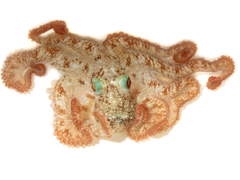 Octopus briareus