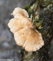 Plicaturopsis crispa image