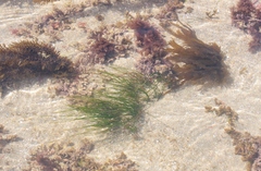 Phyllospadix scouleri