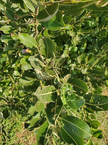 dune willow (Salix hookeriana)