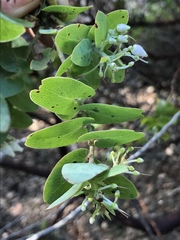 Arctostaphylos osoensis
