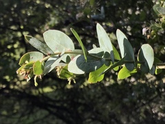 Arctostaphylos osoensis