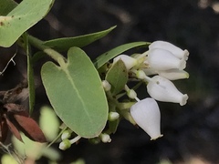 Arctostaphylos osoensis