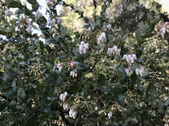 Arctostaphylos osoensis