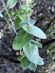 Arctostaphylos osoensis