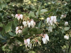 Arctostaphylos osoensis