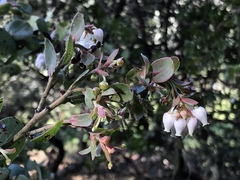 Arctostaphylos osoensis