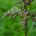 Stinging Nettle - Photo (c) Marina Gorbunova, some rights reserved (CC BY-NC)