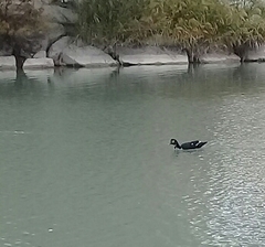 Cairina moschata domestica