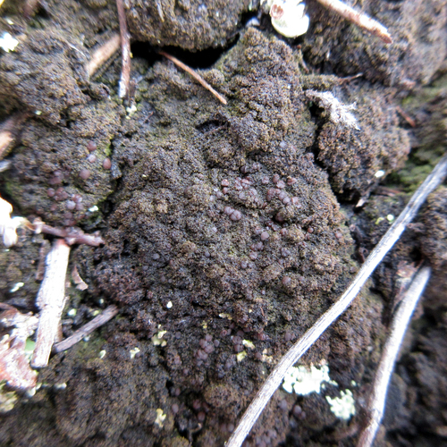 Placynthiella uliginosa, 2023-08-12