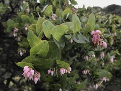 Arctostaphylos osoensis