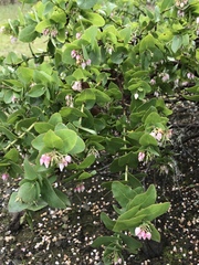 Arctostaphylos osoensis