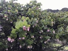 Arctostaphylos osoensis