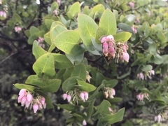 Arctostaphylos osoensis