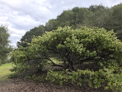Arctostaphylos osoensis