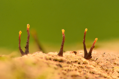 Pezizomycotina