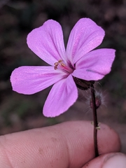 Geranium yeoi