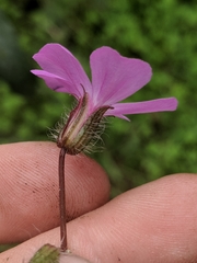 Geranium yeoi