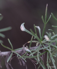 Aceria paracalifornica