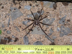 Eratigena atrica