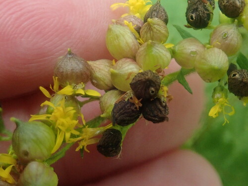Schizomyia racemicola photo 5