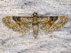 Eupithecia anticaria