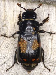 Nicrophorus pustulatus