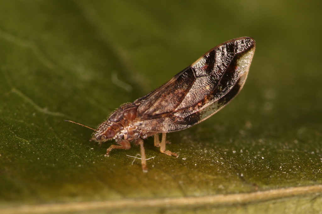 Trichochermes walkeri