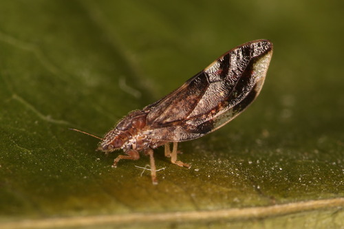 Trichochermes walkeri nuotrauka