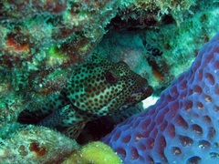 Epinephelidae