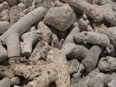 Pleurodema brachyops