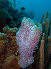 Callyspongia plicifera