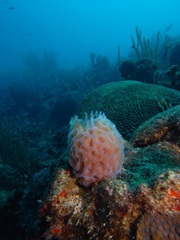 Callyspongia plicifera