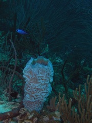Callyspongia plicifera