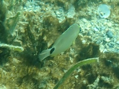 Hypoplectrus unicolor
