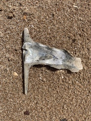 Malleus