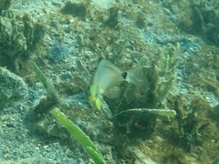 Hypoplectrus unicolor