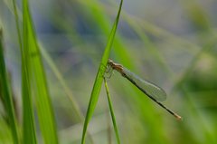 Coenagrion johanssoni