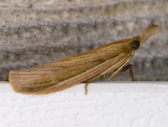 Peoria gematella