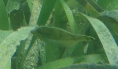 Monacanthus ciliatus