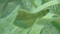 Monacanthus ciliatus