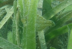 Monacanthus ciliatus