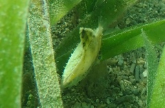 Monacanthus ciliatus